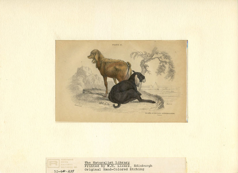 The Nepaul Goat And The Goat Of Upper Egypt. W.H. LIZARS