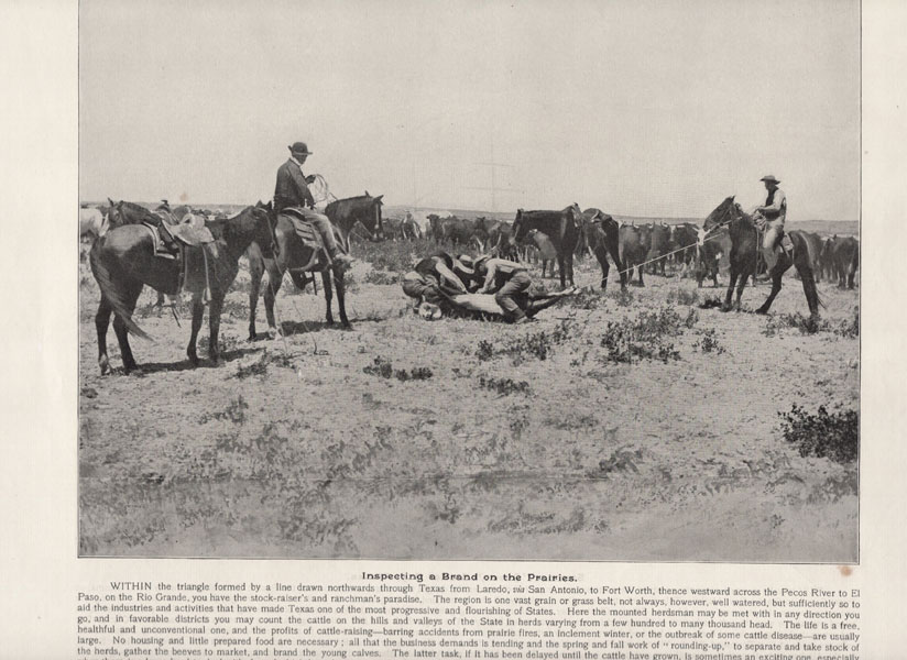 Inspecting A Brand On The Prairies. Photographic Print. 