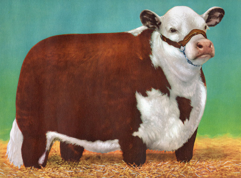A Modern Hereford Bull - 14" X 18" Full Color Print. AMERICAN HEREFORD ASSOCIATION