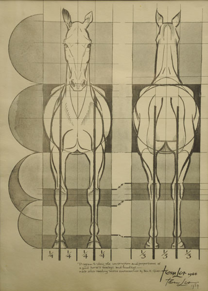 Diagram To Show The Construction And Proportions Of A Good Horse's Forelegs And Hindlegs --- Made After Reading "Horse Conformation" By Ben K. Green TOM LEA