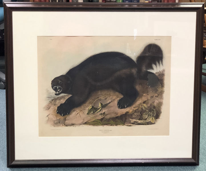 Wolverine. Hand-Colored Lithograph From Audubon's Quadrapeds JOHN JAMES AUDUBON