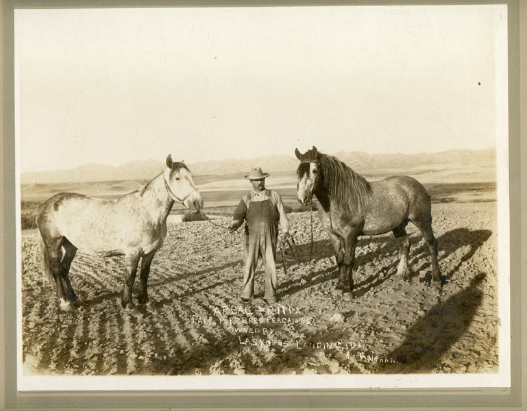 Photograph Of Lafayette A. Skeens With Two Purebred Perchions, Arbac & Ritta UPHAM, ALICE PHOEBE LEE [PHOTOGRAPHER]