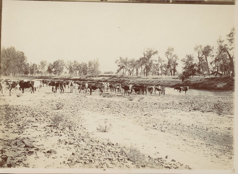 Photograph - Range Cattle On Water - Fallon Creek, Montana EVELYN J. CAMERON