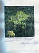 6 1/4" X 6 1/4' Color Picture Mounted On A 8 1/2" X 11" White Sheet Of Paper By Leslie Marmon Silko LESLIE MARMON SILKO