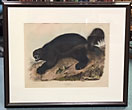 Wolverine. Hand-Colored Lithograph From …