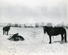 Montana Cowboys Photographs By …