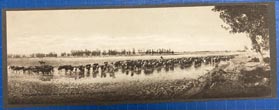 Photograph - Throwing The Herd On Water, Big Dry Creek, Montana, 1900 HUFFMAN, L[AYTON]. A[LTON]