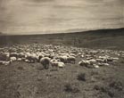 Photograph - Sheep Near …